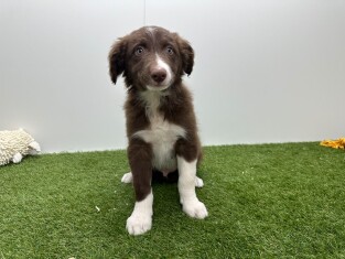 Border Collie male Chocolat et blanc - PUP-ID 010733691 | Dierenhof Debrabandere