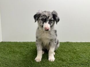 Border Collie male Merle - PUP-ID 010733738 | Dierenhof Debrabandere