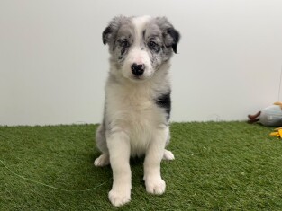 Border Collie femelle Merle - PUP-ID 010733750 | Dierenhof Debrabandere