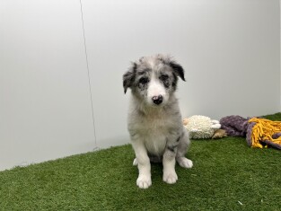 Border Collie teefje Puppy te koop 010733753