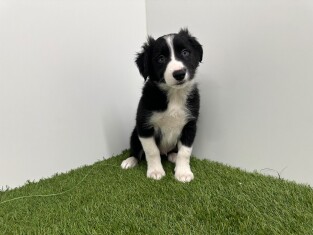 Border Collie reu Puppy te koop 010733806