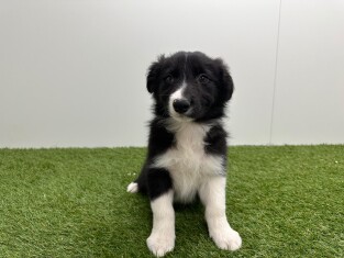 Border Collie male Noir et blanc - PUP-ID 010733907 | Dierenhof Debrabandere