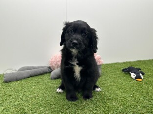 Kruising reu Zwart en Wit - PUP-ID 010751006 | Dierenhof Debrabandere