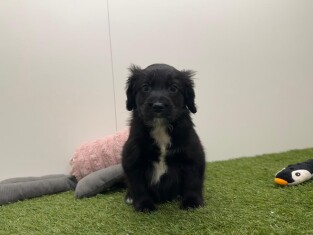 Kruising reu Zwart en Wit - PUP-ID 010751018 | Dierenhof Debrabandere