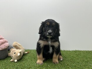 Kruising reu Zwart en Tan - PUP-ID 010751082 | Dierenhof Debrabandere