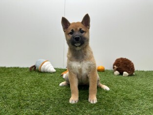 Shiba Inu female Puppy for sale 010757184