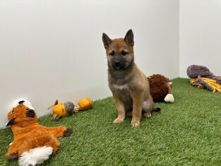 Shiba Inu teefje Puppy te koop 010757190