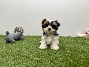 Biewer yorkshire terrier male Tricolor - PUP-ID 010757314 | Dierenhof Debrabandere