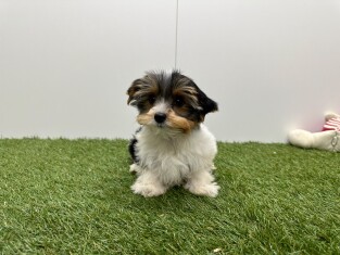 Biewer yorkshire terrier female Tricolor - PUP-ID 010757414 | Dierenhof Debrabandere