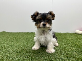 Biewer yorkshire terrier male Tricolor - PUP-ID 010757418 | Dierenhof Debrabandere