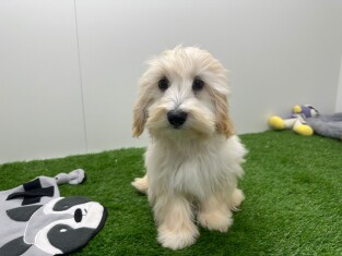 Maltipoo male Chiot à vendre 011161387