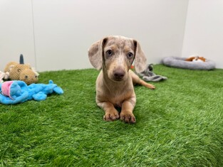 Dachshund female Puppy for sale 012696540