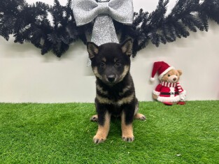 Shiba Inu male Chiot à vendre 012696541