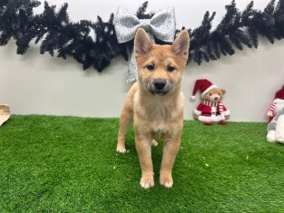 Shiba Inu femelle 012696545
