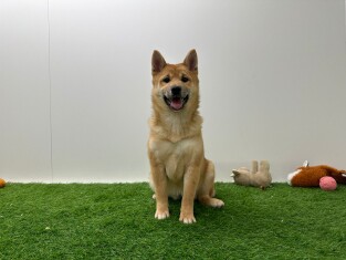 Shiba Inu female 012696545