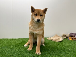 Shiba Inu female 012696549