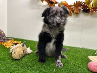 Sheltidoodle male Puppy for sale 012696553