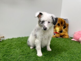 Sheltidoodle femelle Chiot à vendre 012696556