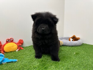 Chow Chow male Chiot à vendre 012696597