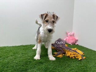 Fox Terrier male Puppy for sale 012696611