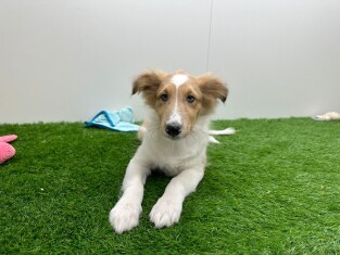 Shetland Sheepdog male Puppy for sale 012696626