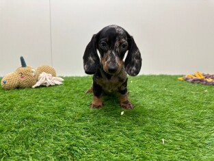 Dachshund female Puppy for sale 012696649