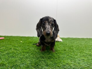 Dachshund male Puppy for sale 012696650