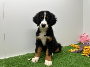 Berner Sennen reu 012696682