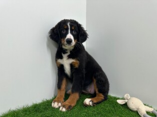 Berner Sennen teefje 012696683