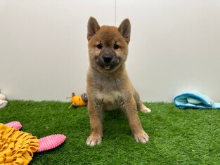 Shiba Inu male Puppy for sale 012696696