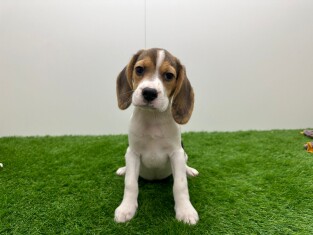 Beagle teefje 012696718