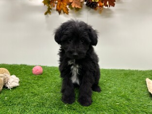 Sheltidoodle femelle Chiot à vendre 012696742