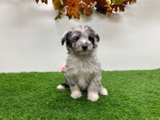 Sheltidoodle female Puppy for sale 012696744