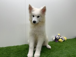 Samojeed teefje Puppy te koop 012696783