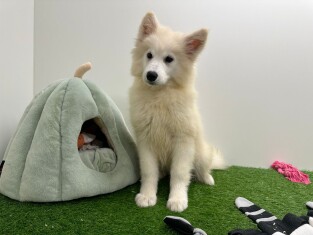 Samojeed teefje Puppy te koop 012696784