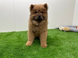 Chow Chow femelle Chiot à vendre 012696809