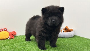 Chow Chow femelle Chiot à vendre 012696810
