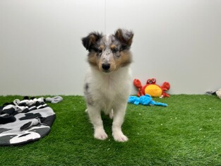 Shetland Sheepdog male Chiot à vendre 012696815