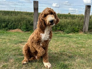 Caniche Royal male 012696821