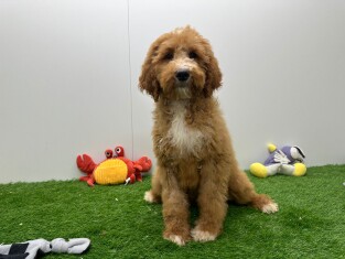Standard Poodle male Puppy for sale 012696822