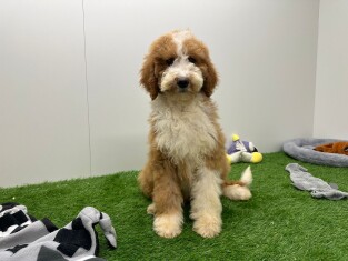 Caniche Royal femelle Chiot à vendre 012696831