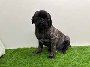 Carlin male 012697049