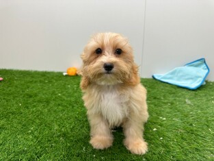 Maltipoo male Chiot à vendre 012697838