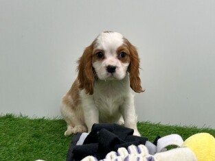 Cavalier King Charles Spaniel male Chiot à vendre 012698374