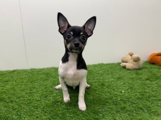 Chihuahua reu Puppy te koop 013855208