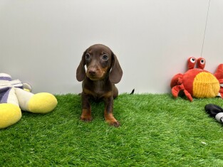 Dachshund female Puppy for sale 014171321