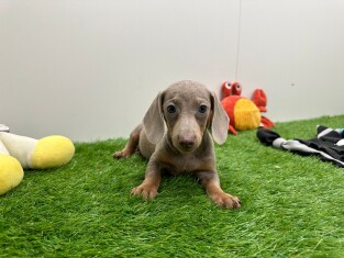 Dachshund female Puppy for sale 014171324