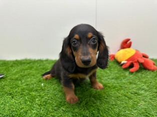 Dachshund female Puppy for sale 014171327