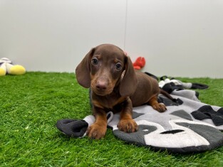 Dachshund male Puppy for sale 014171337
