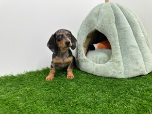 Dachshund male Puppy for sale 014171338